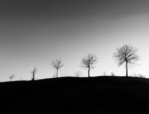 B&W photograph of a row of leafless trees