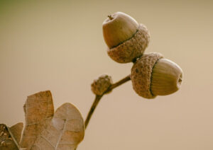 photo of two acorns