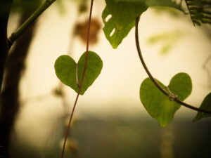 photograph of heart-shaped leaves