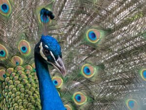 Male peacock with eye feathers